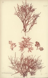 イギリスの海草（自然印刷） 作： English School